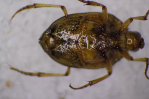 Peltodytes rotundatus